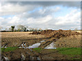 Muckheap in field by Oaklands Farm