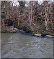 Stream flows into the Afon Cynon in Robertstown, Aberdare