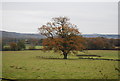 Autumn tree