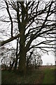 Ancient beech tree on the footpath to Calcethorpe