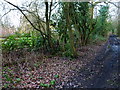 Muddy byway in East Clandon