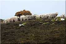 HP5801 : Sheep at a feeder, near Shirva, Uyeasound by Mike Pennington