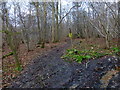 Bridleway junction in woodland north of East Clandon