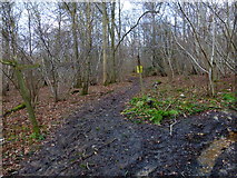 TQ0553 : Bridleway junction in woodland north of East Clandon by Shazz