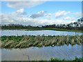 Flooded field, Higham