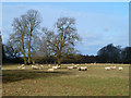 Sheep in Torry Hill Park