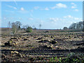 Coppiced woodland