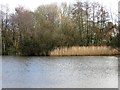 Shirley Ice House Pond