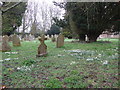 Snowdrops in West Liss Churchyard