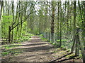 SK1828 : Fauld woodland in sunshine-Hanbury, Staffs by Martin Richard Phelan