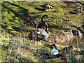 Black swans at Middle Head Farm