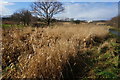 Reed Beds