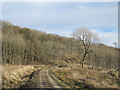 SE5085 : Forestry road with South Woods by Trevor Littlewood