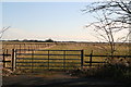 Sheep on the grazing marshes by Braygate Bridge