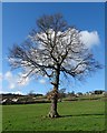 Tree in the Rivelin Valley