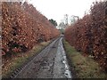 Farm road to North Lodge