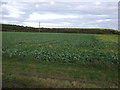 Crop field towards Hillside Plantation