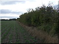 Crop field and hedgerow near Spanby