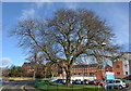 Corbett Hospital Tree, John Corbett Drive, Amblecote, Stourbridge