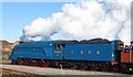 Bittern at Shildon