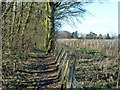 Bridleway at woodland edge