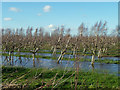 Flooded orchard