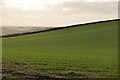 Mid Devon : Grassy Field