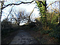 Fallen tree in Maryon Wilson Park (1)