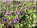 Whitchurch violets