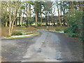 Snowdrops near Carronbridge