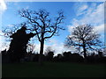 Trees in Whitehouse recreation ground (1 with Ivy)