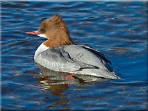 NS3982 : Goosander by Lairich Rig