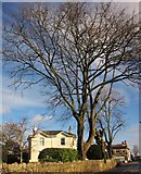 SX9265 : Manor Road, St Marychurch by Derek Harper