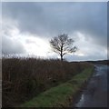 Lone tree west of White Gates Farm