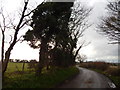 Ivy tree at Thurleston