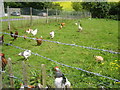 Free range hens at the Mill at Ballydugan