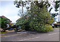 Storm Damage, Dorchester