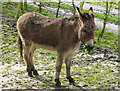 Donkey at Wenderton Farm