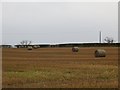 Stubble, Broxwood