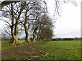 Field and line of trees near Stamfordham