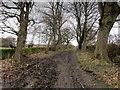 Bridleway ascending from Spring Wood