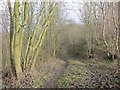 Woodland track  above the Kyre Brook