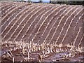 Oilseed rape stubble