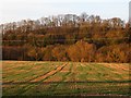 Teme flood plain