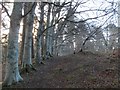 Beech trees at east end of Craig Phadrig Fort