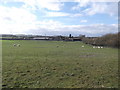 Sheep field, Papist Way, Cholsey