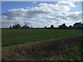 Crop field near Knebworth