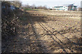 Rhubarb field near Rothwell