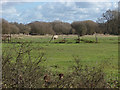 Fields near Darby Green