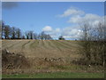 Farmland, Kinsbourne Green